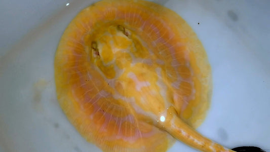 Freshwater stingray redbase black diamond hybrid albino male 6inch