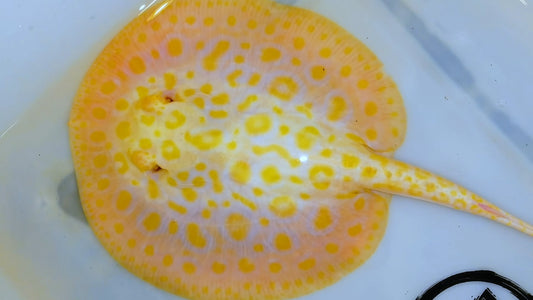 Freshwater stingray goldenbase black diamond hybrid albino female 6inch