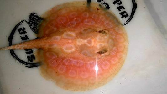 Freshwater stingray redbase pearl albino male 5inch