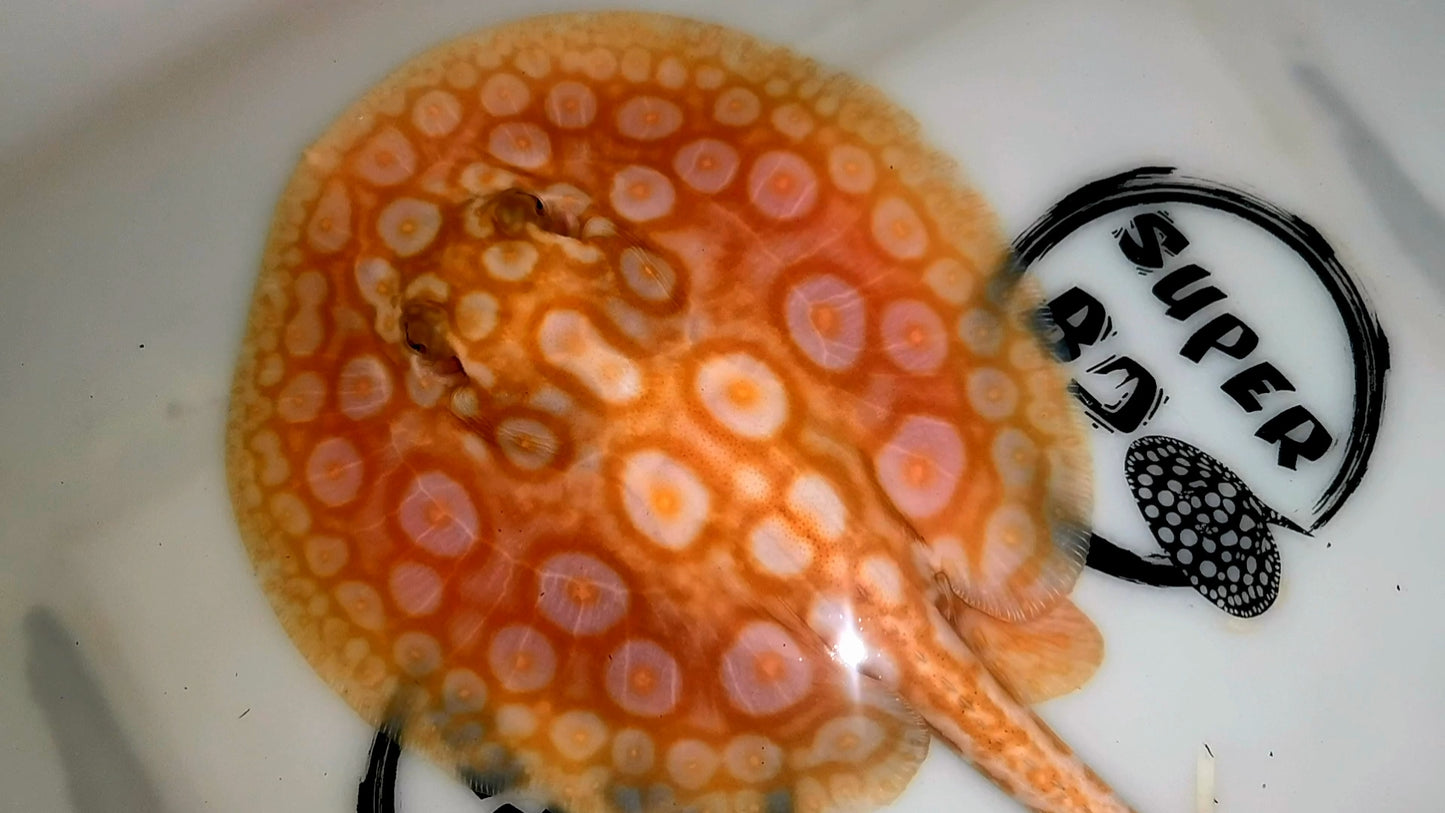 Freshwater stingray redbase pearl albino female 6inch