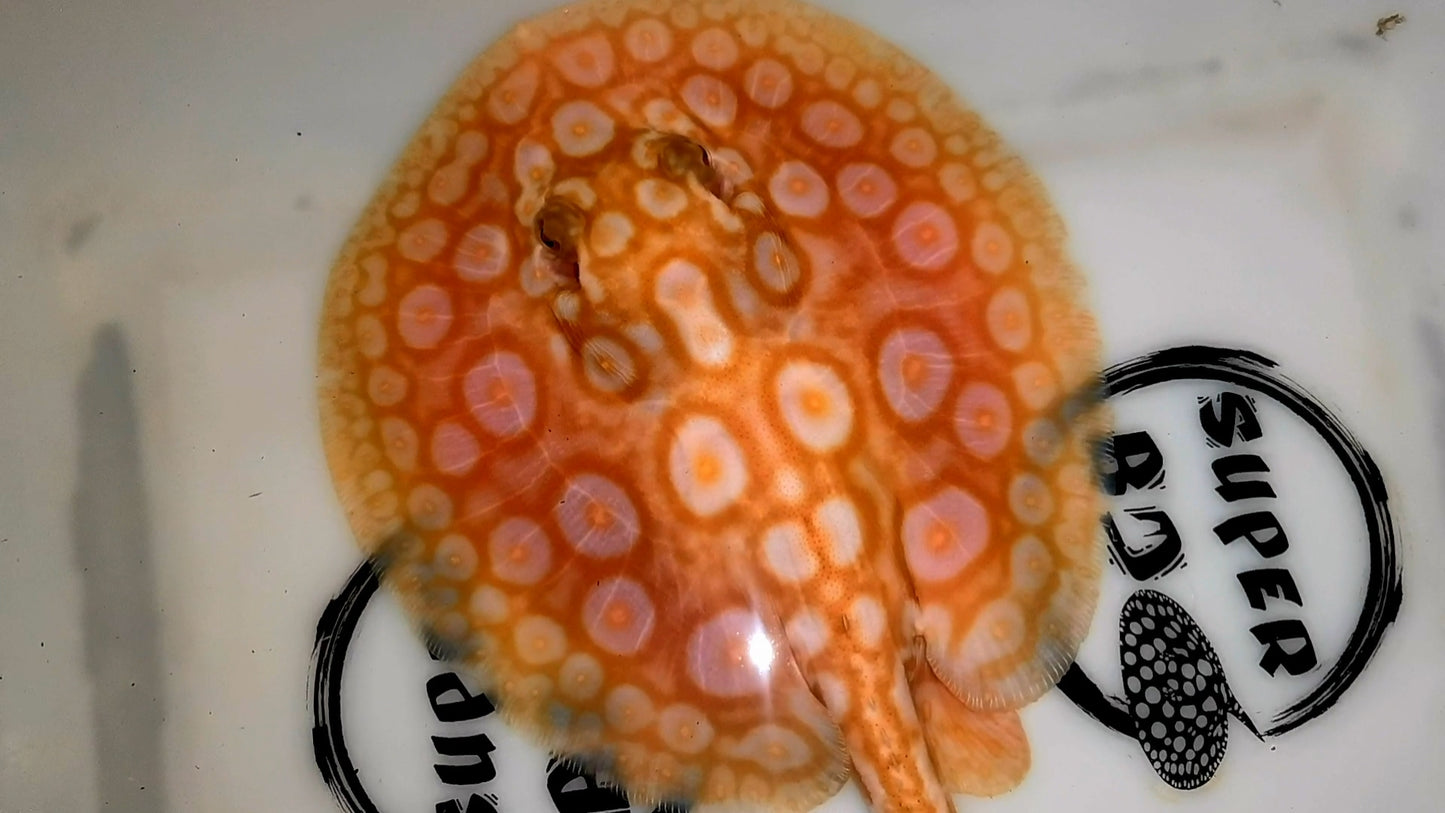 Freshwater stingray redbase pearl albino female 6inch