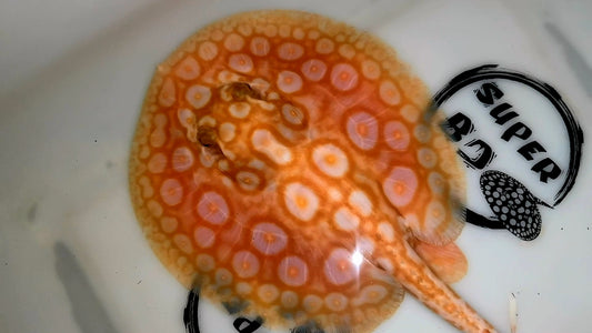 Freshwater stingray redbase pearl albino female 6inch