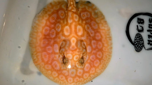 Freshwater stingray redbase pearl albino male 5-6inch