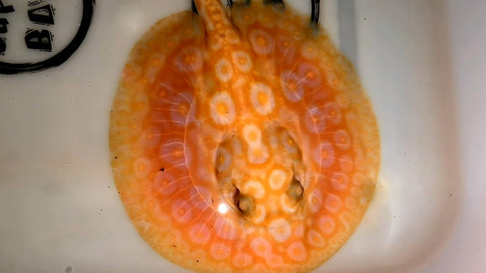 Freshwater stingray redbase pearl albino female 5-6inch