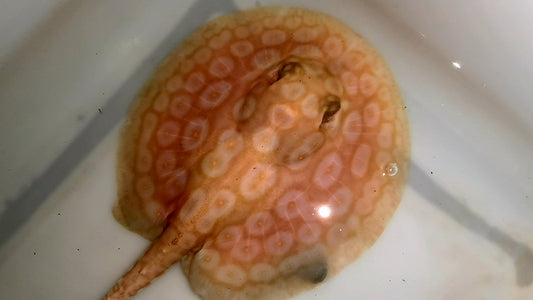 Freshwater stingray redbase pearl albino male 5-6inch