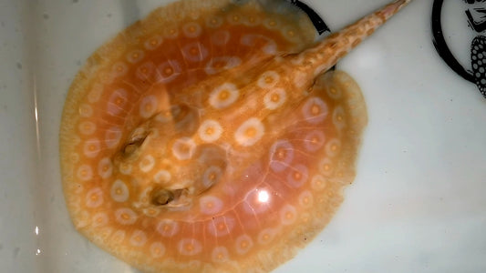 Freshwater stingray redbase pearl albino female 5-6inch