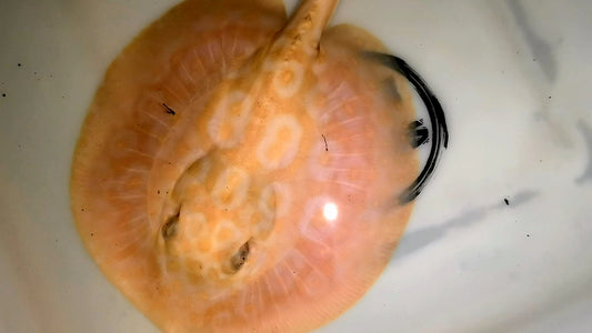 Freshwater stingray redbase pearl albino male 6inch
