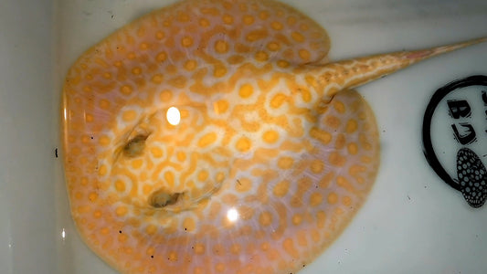 Freshwater stingray redbase marble motoro hybrid female 7inch