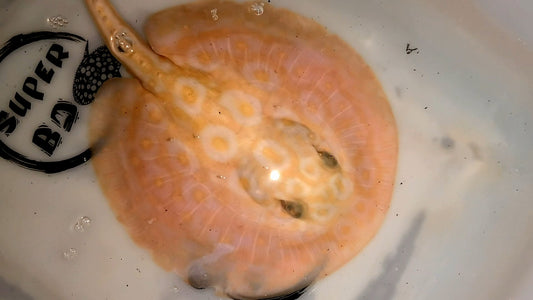 Freshwater stingray redbase pearl albino male 6 inch
