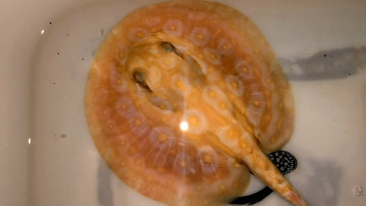 Freshwater stingray redbase pearl albino male 6inch