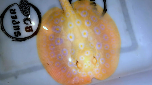 Freshwater stingray goldenbase pearl albino male 6inch