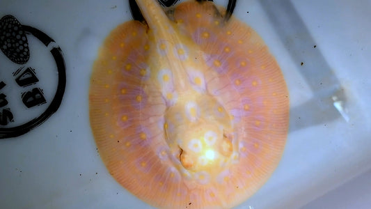 goldenbase pearl albino female 5inch