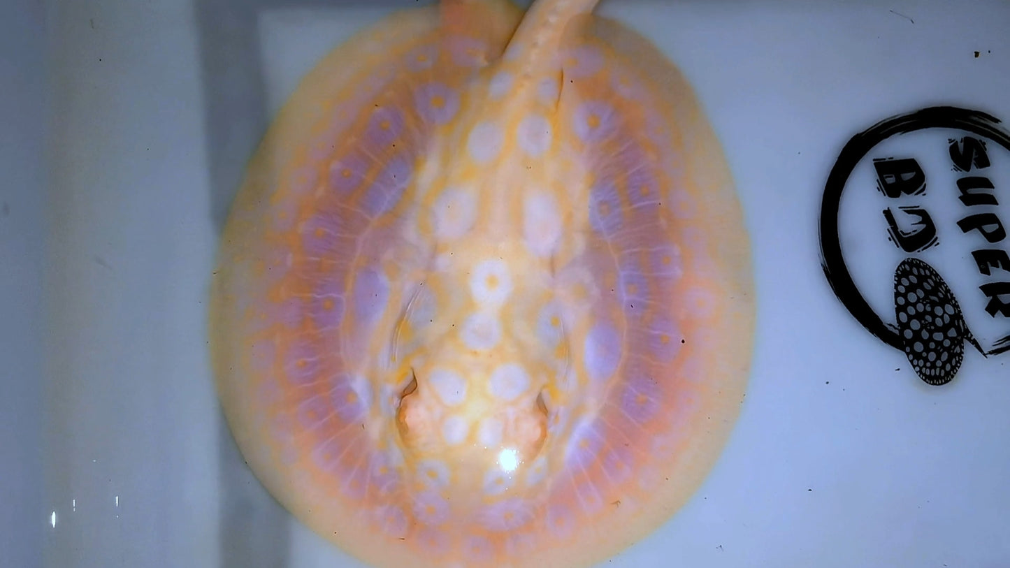goldenbase pearl albino female 6-7inch