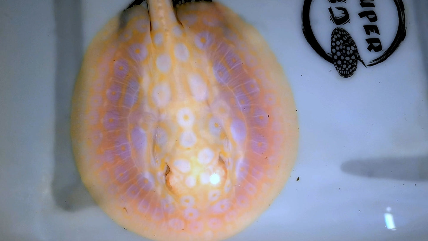goldenbase pearl albino female 6-7inch
