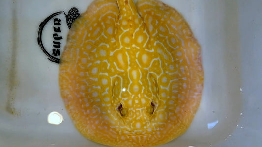 Freshwater stingray redbase super hybrid albino male 8-9inch