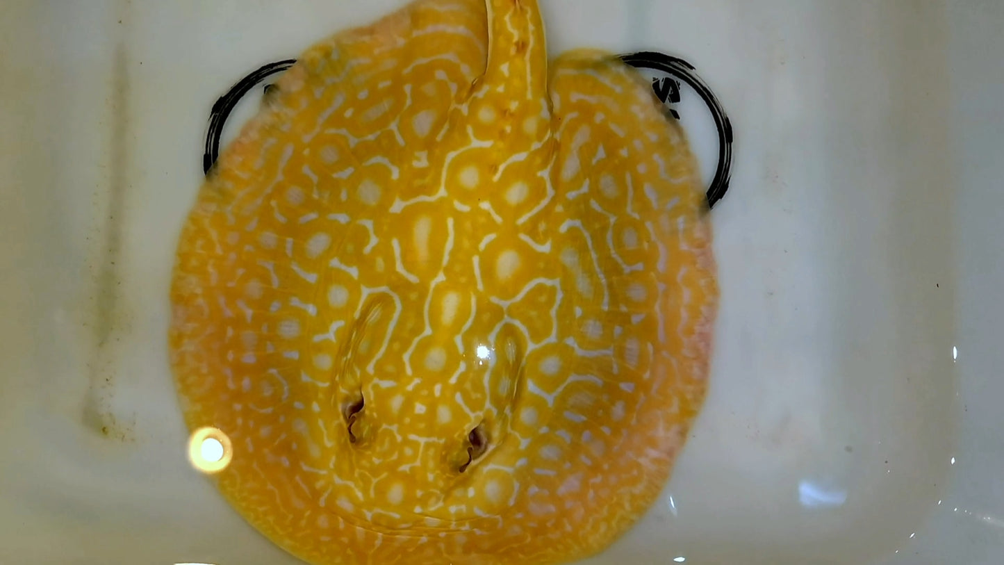 Freshwater stingray redbase super hybrid albino male 8-9inch