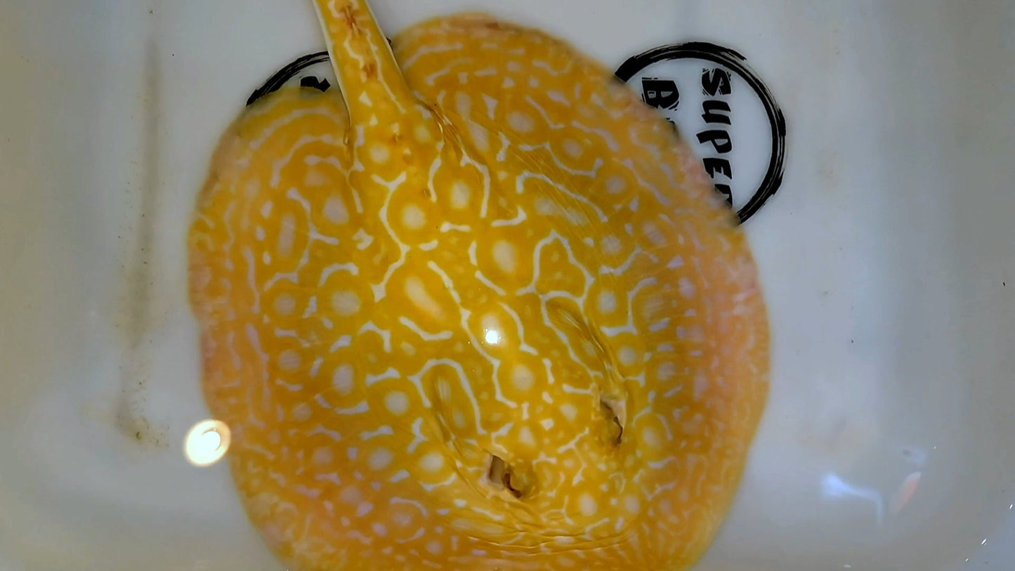 Freshwater stingray redbase super hybrid albino male 8-9inch