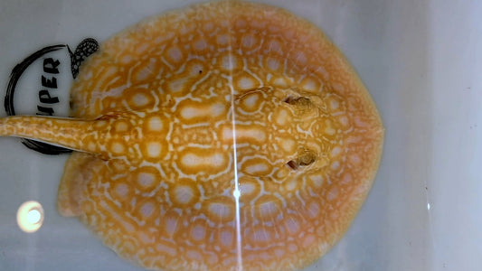 Freshwater stingray redbase super hybrid albino female 8-9inch
