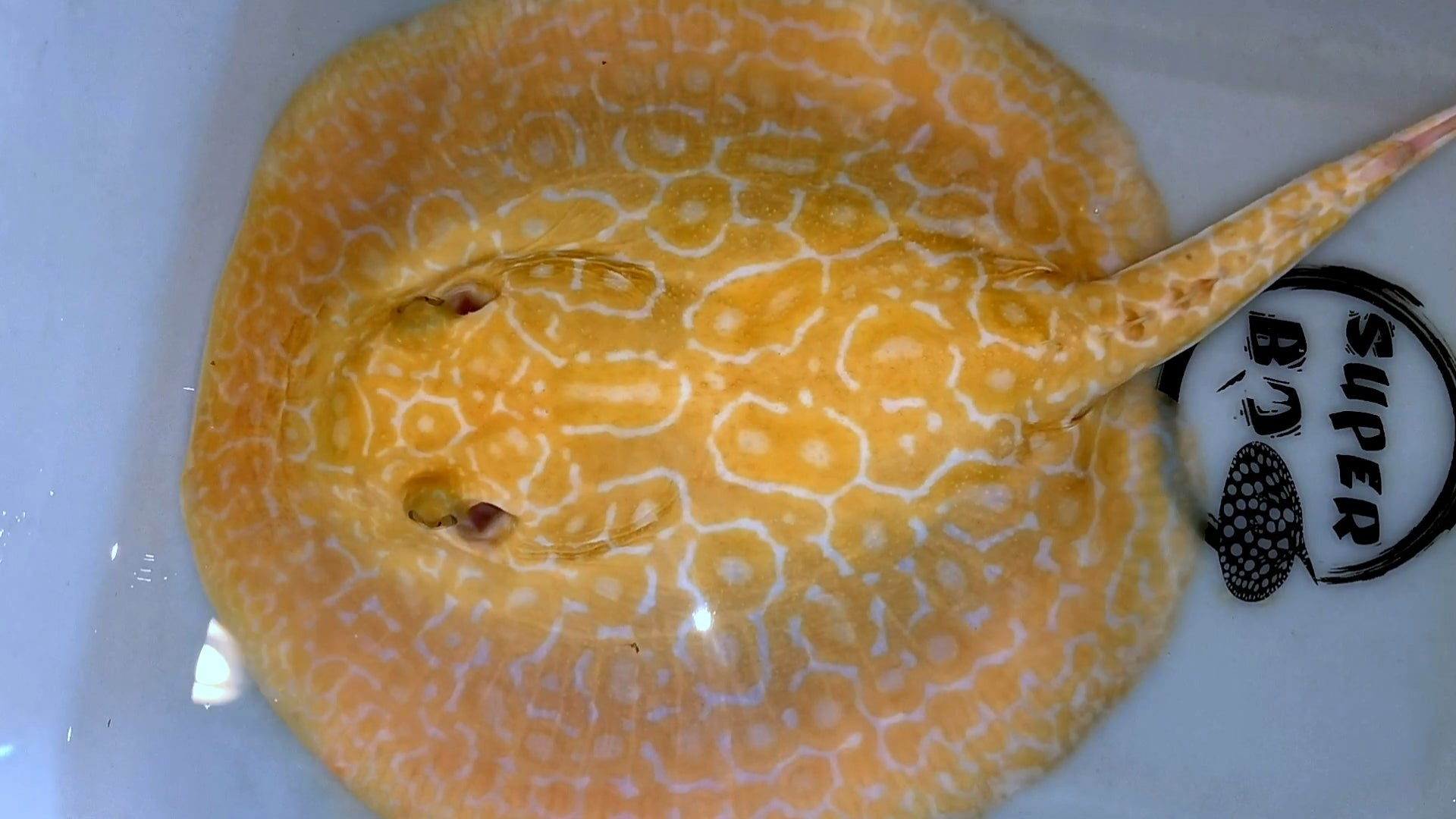 Freshwater stingray redbase super hybrid albino female 9-10inch