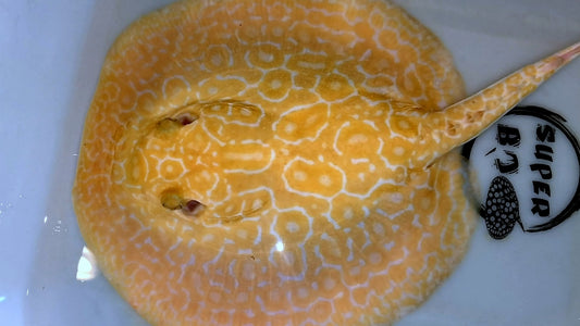 Freshwater stingray redbase super hybrid albino female 9-10inch