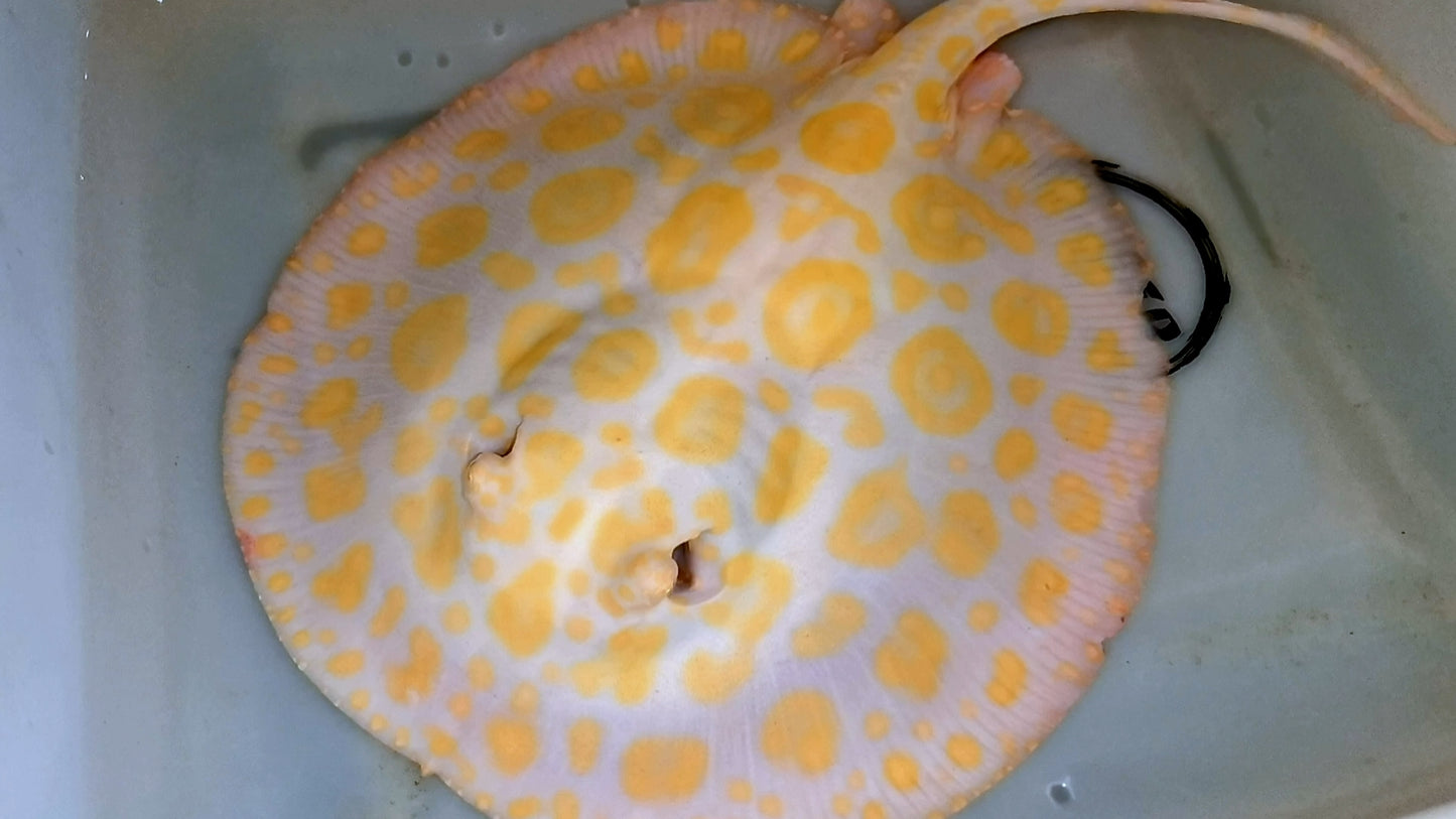 Freshwater stingray goldenbase black diamond hybrid big spot albino female breeder