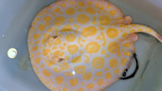 Freshwater stingray goldenbase black diamond hybrid big spot albino female breeder