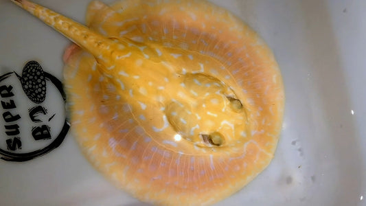 Freshwater stingray redbase super hybrid albino male 7-8 inch