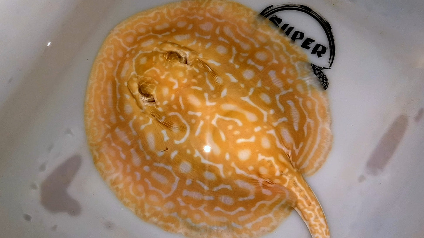 Freshwater stingray redbase super hybrid albino female 8 inch