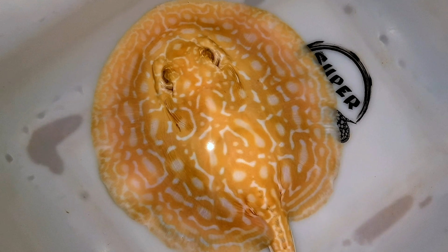 Freshwater stingray redbase super hybrid albino female 8 inch