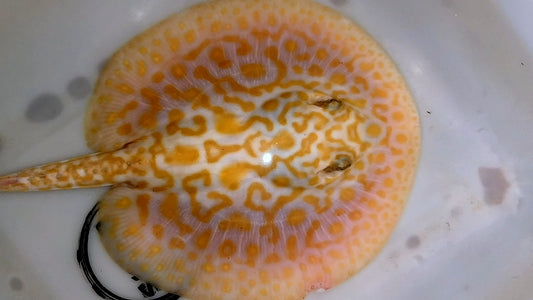 Freshwater stingray redbase super hybrid albino male
7.5inch
