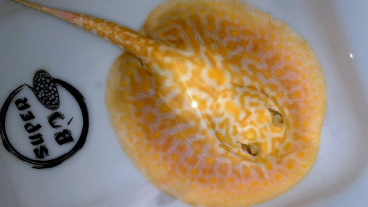 Freshwater stingray redbase hybrid albino female 7inch