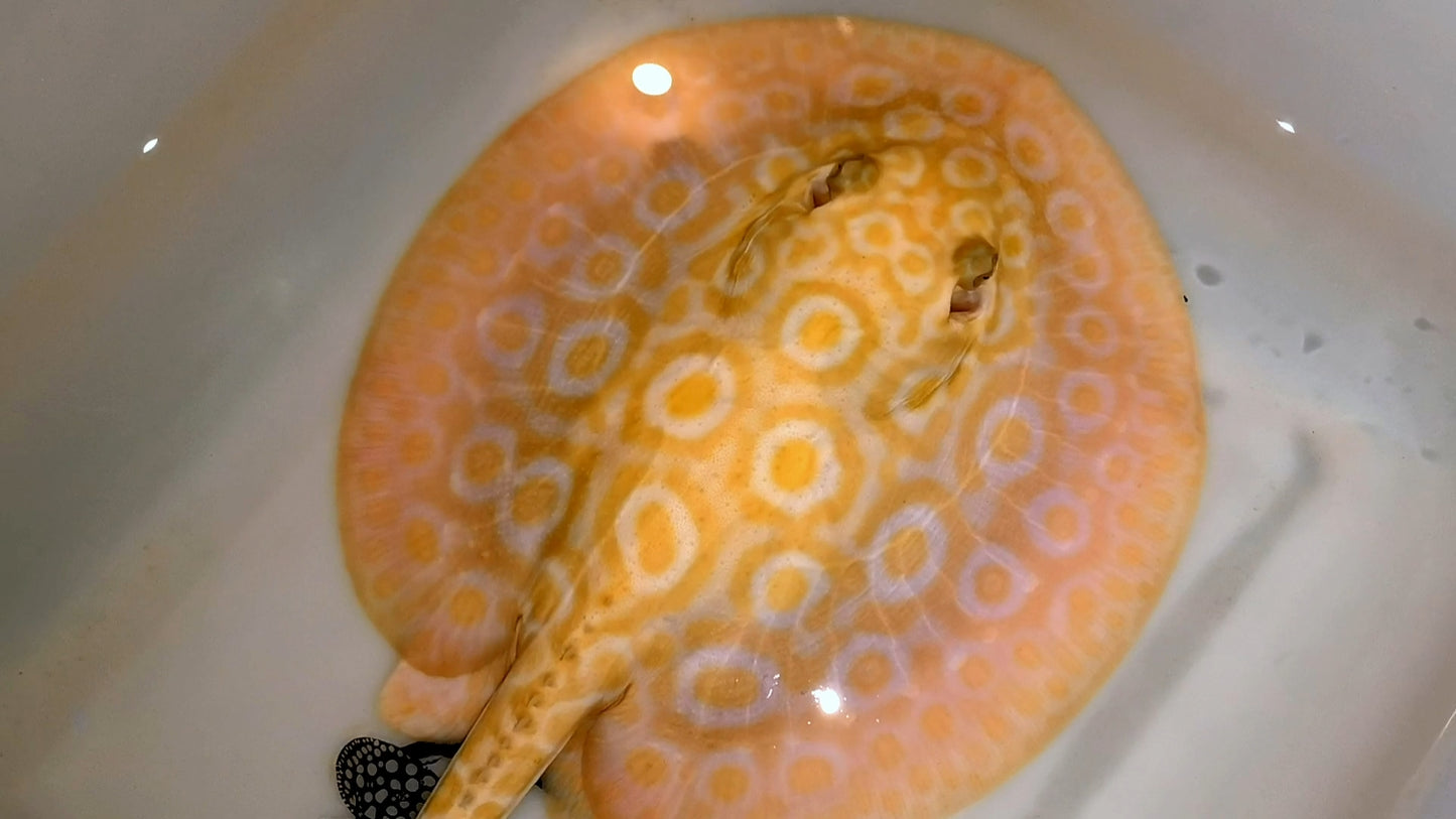 Freshwater stingray redbase motoro hybrid albino female 8inch