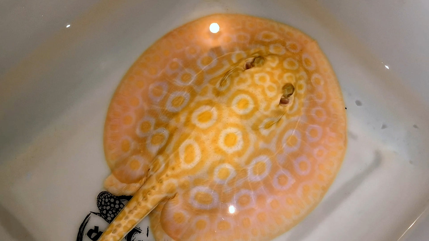 Freshwater stingray redbase motoro hybrid albino female 8inch