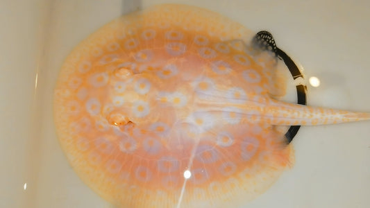 Freshwater stingray goldenbase pearl albino male 5inch