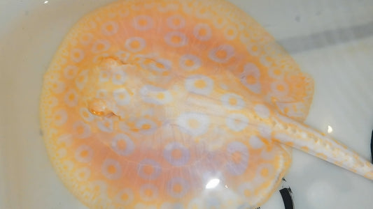 Freshwater stingray goldenbase pearl albino male 6inch