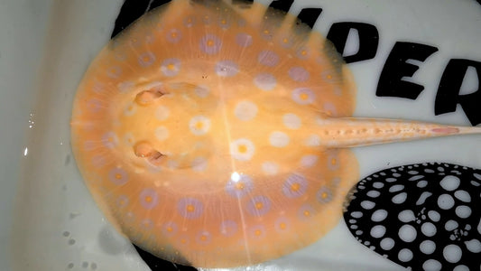 Freshwater stingray goldenbase pearl albino female 7 inch