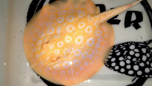Freshwater stingray goldenbase pearl albino female 7inch