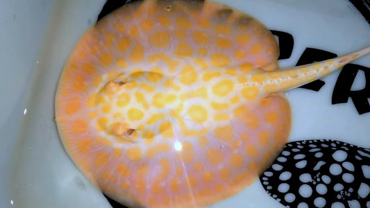 Freshwater stingray goldenbase black diamond hybrid big spot albino female 7-8inch