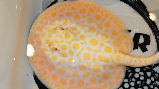 Freshwater stingray goldenbase black diamond hybrid albino male 9inch