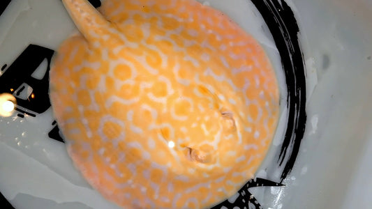 Freshwater stingray goldenbase marble hybrid albino female 7-8inch