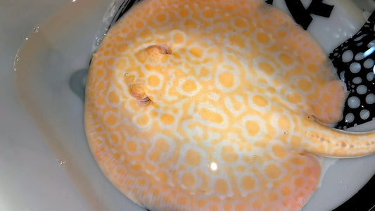 Freshwater stingray goldenbase marble hybrid albino female 10inch