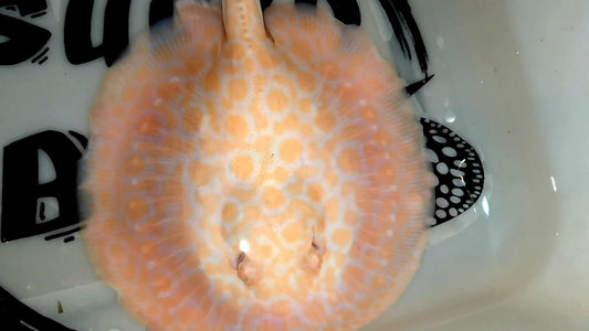 Freshwater stingray goldenbase marble hybrid albino male 7-8inch