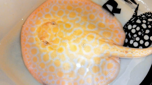 Freshwater stingray goldenbase marble hybrid albino breeder male