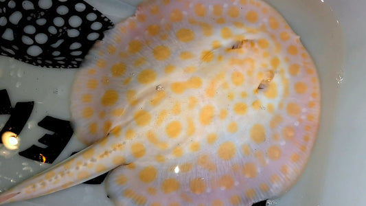 Freshwater stingray goldenbase black diamond hybrid albino male 8inch