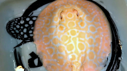 Freshwater stingray goldenbase marble hybrid albino breeder male