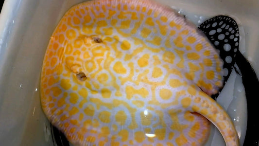 Freshwater stingray goldenbase super hybrid albino breeder female