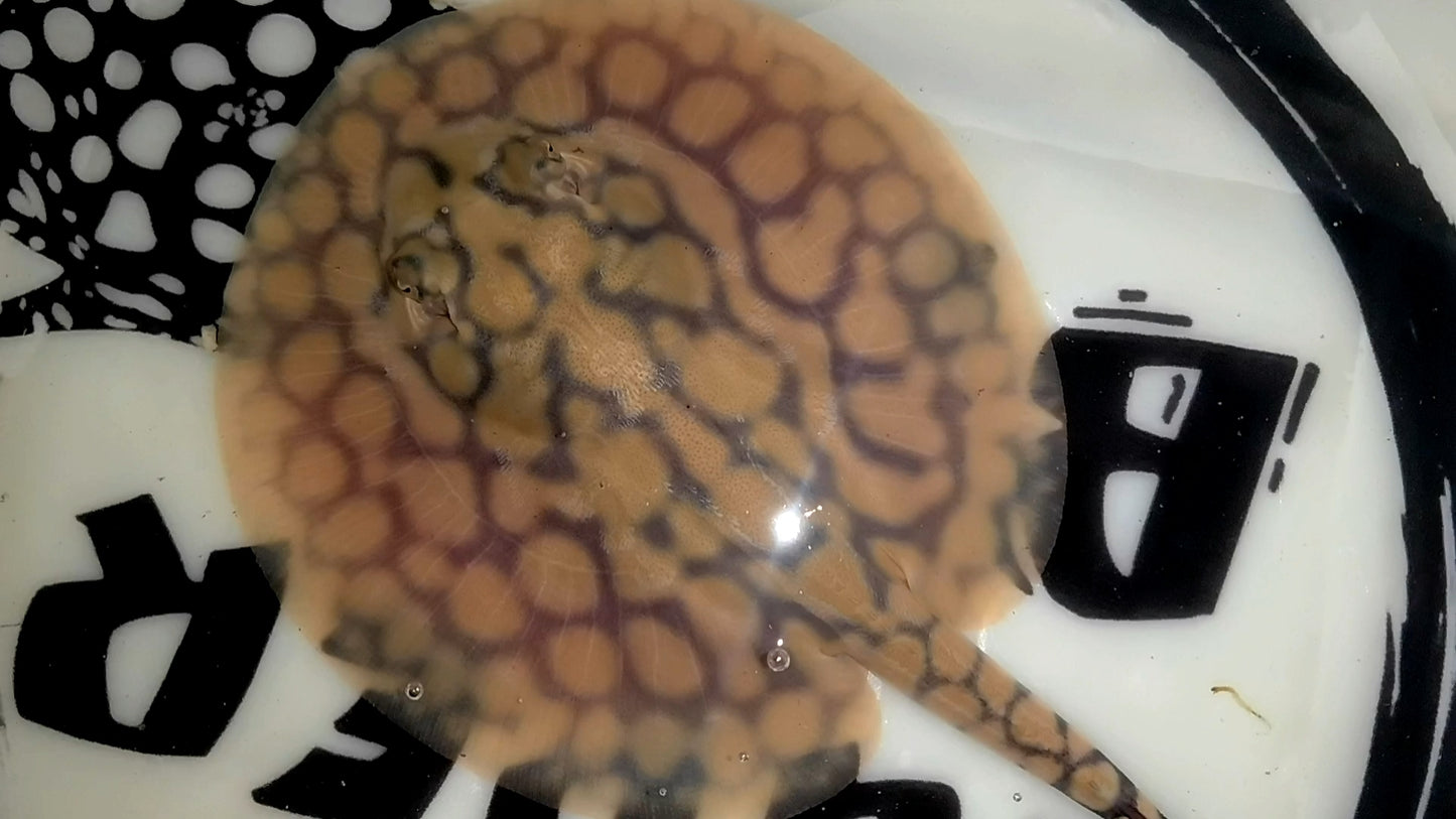 Freshwater stingray marble het male 5inch (for beginner)