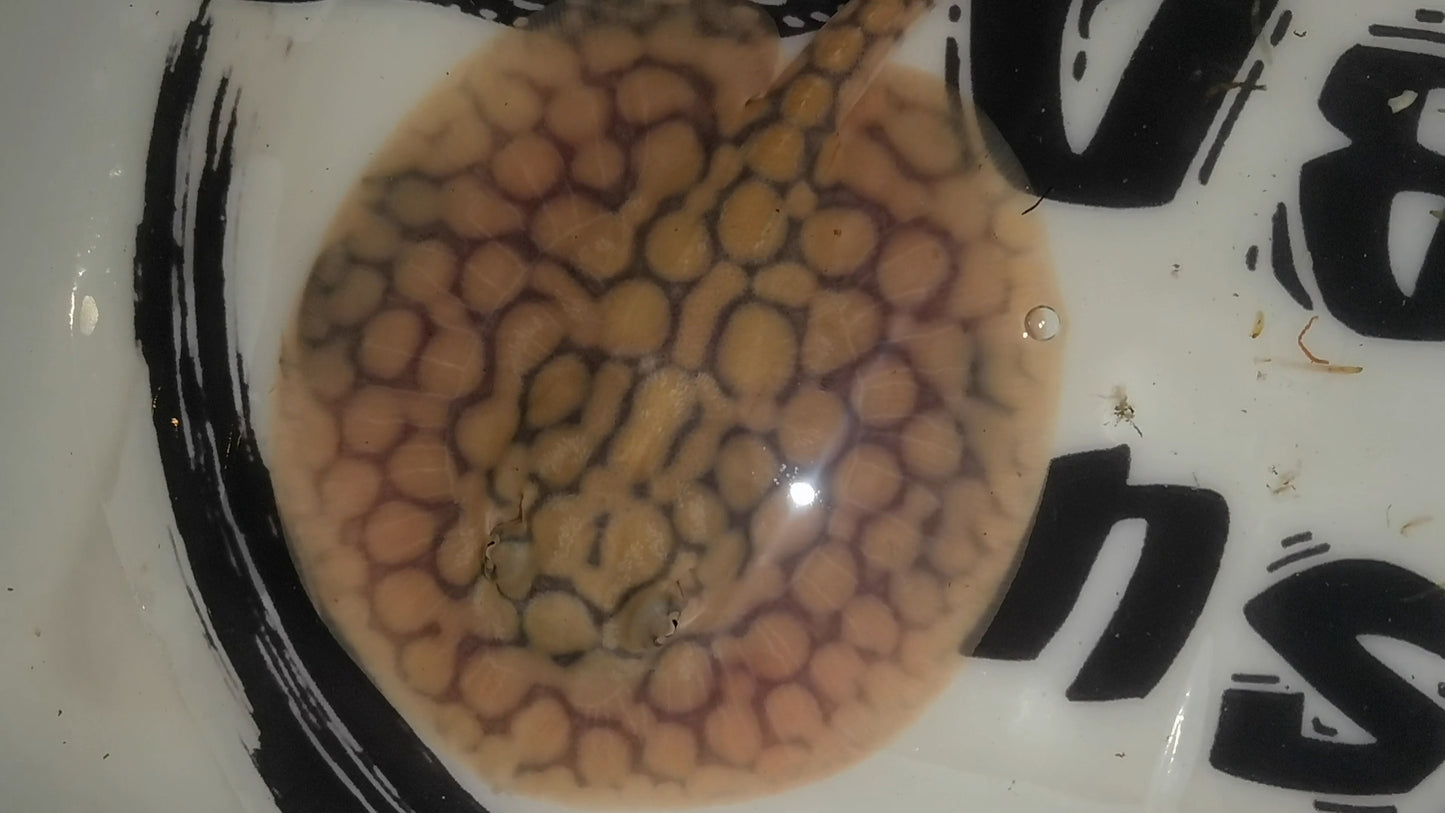 Freshwater stingray marble het male 5inch (for beginner)