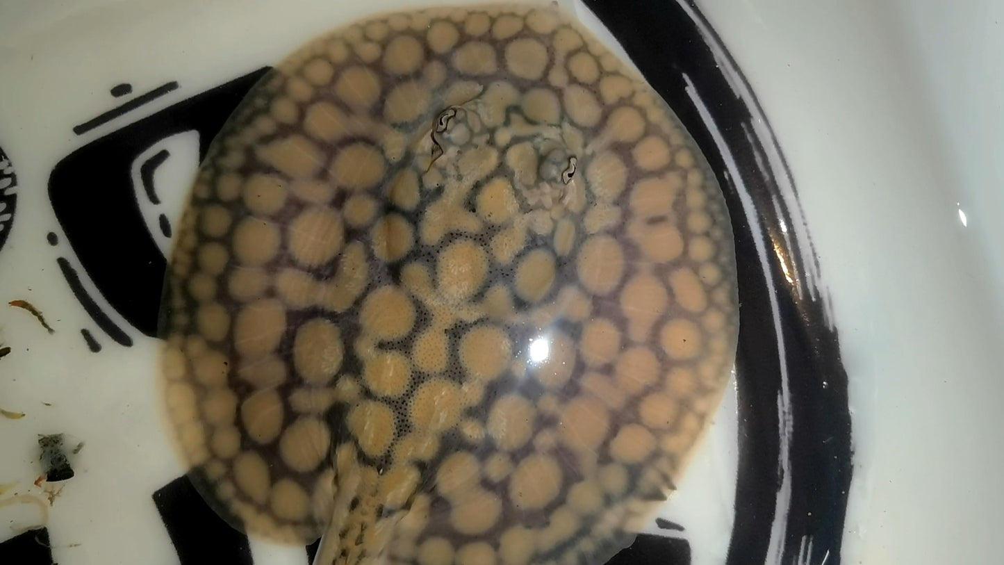 Freshwater stingray marble het male 5inch (for beginner)