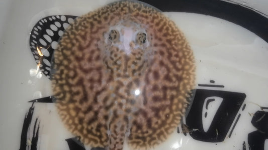 Freshwater stingray pearl piebald male 5inch